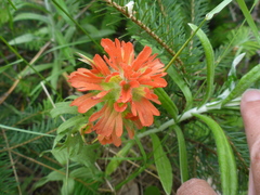 Castilleja hispida hispida