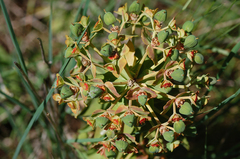 Euphorbia rigida