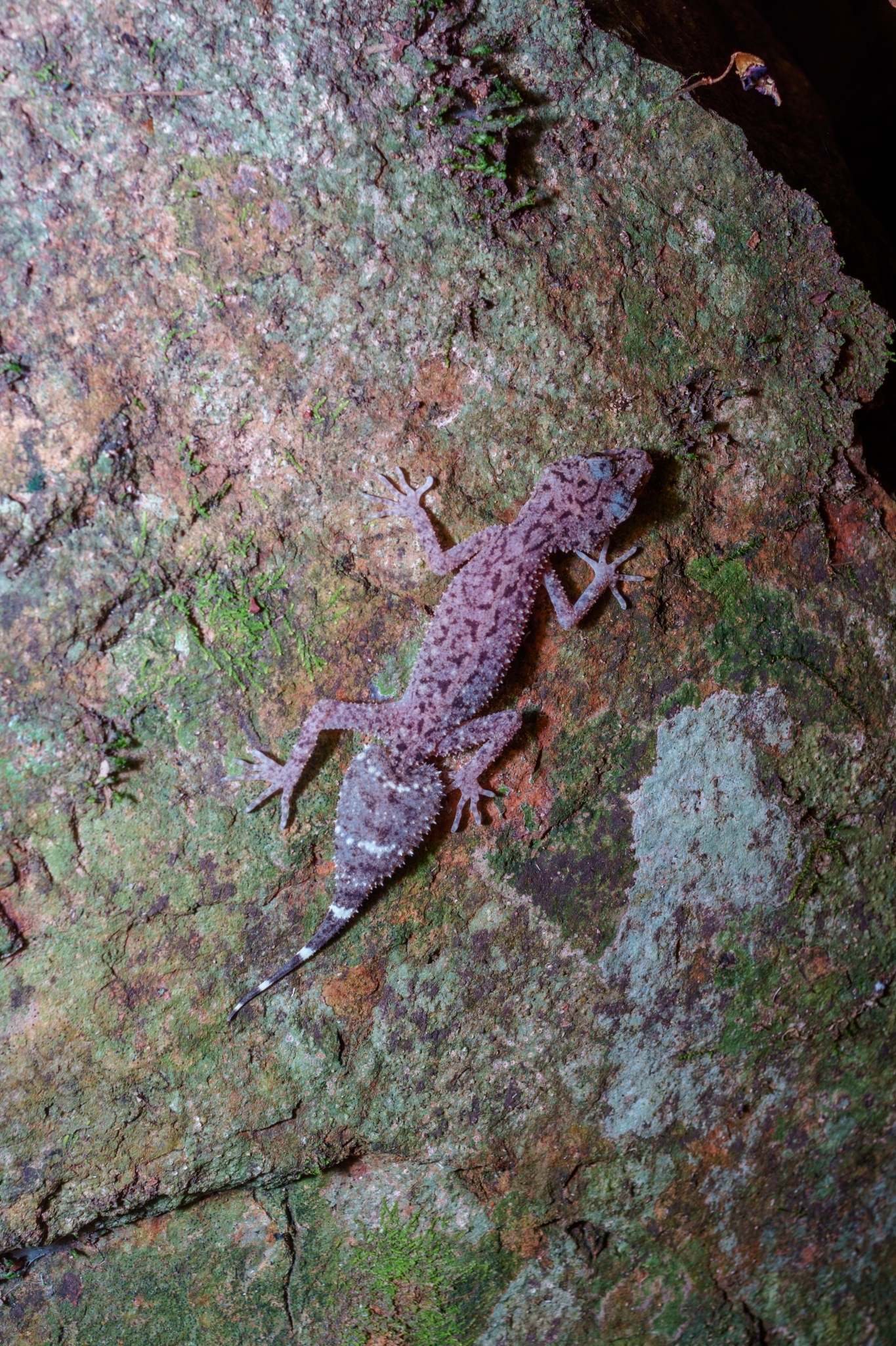 Mount Ossa Broad-Tailed Gecko photo 7