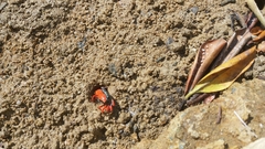 Paraleptuca splendida