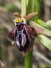 Ophrys cretica