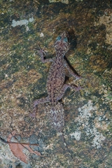 Phyllurus championae