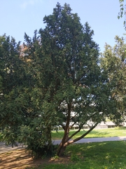 Taxus baccata