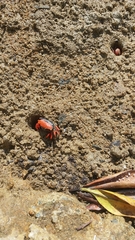 Paraleptuca splendida