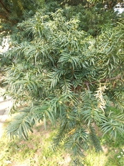 Taxus baccata