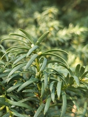 Taxus baccata