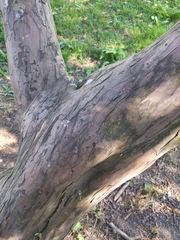 Taxus baccata