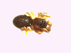 Hybocoptus corrugis