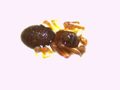 Hybocoptus corrugis