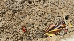 Paraleptuca splendida