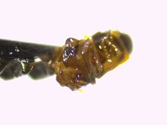 Hybocoptus corrugis