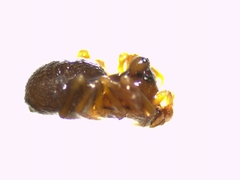 Hybocoptus corrugis