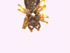 Hybocoptus corrugis