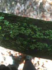 Xanthoparmelia taractica