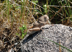 Ocnerodes prosternalis