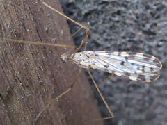 Erioptera asiatica