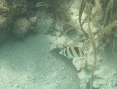 Parachaetodon ocellatus