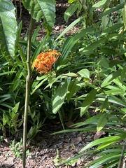 Ixora congesta