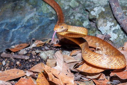Brown Tree Snake sighting