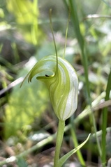Pterostylis obtusa