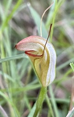 Pterostylis obtusa