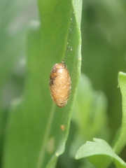 Meteorinae