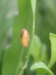 Meteorinae