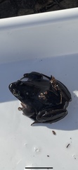 Rana temporaria