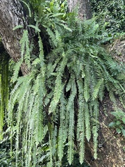 Nephrolepis acutifolia
