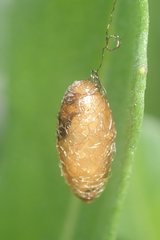 Meteorinae