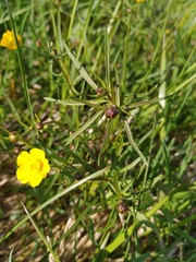 Ranunculus variabilis
