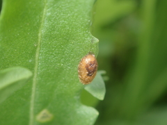 Meteorinae