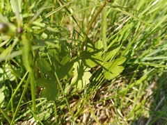 Ranunculus variabilis
