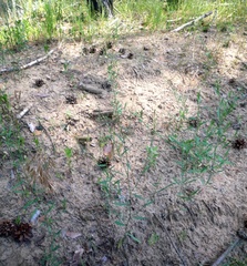 Polygonum novoascanicum