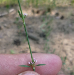 Polygonum novoascanicum