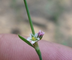Polygonum novoascanicum