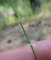 Polygonum novoascanicum