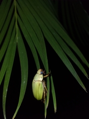 Pelidnota prasina