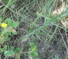 Artemisia marschalliana