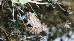 Pelophylax ridibundus