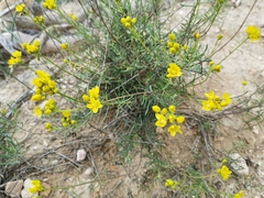 Haplophyllum linifolium
