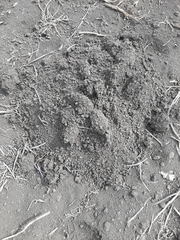 Nannospalax leucodon