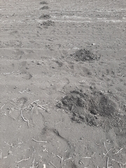 Nannospalax leucodon