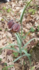 Fritillaria montana