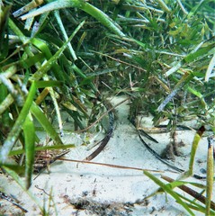 Stigmatopora narinosa