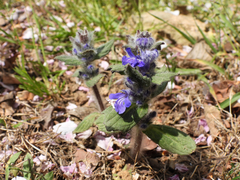 Ajuga multiflora