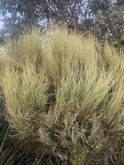 Choretrum glomeratum