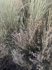 Choretrum glomeratum