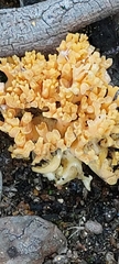 Ramaria capitata