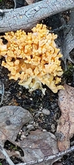 Ramaria capitata